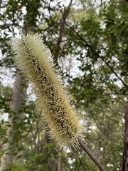 Xanthorrhoea macronema