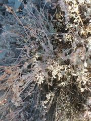 Eriogonum wrightii