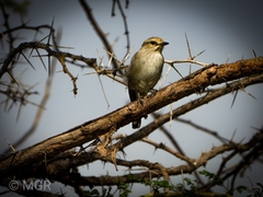 Bradornis microrhynchus