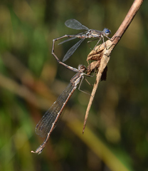 Lestes congener