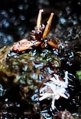 Ophiocordyceps unilateralis