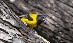Icterus graduacauda