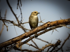 Bradornis microrhynchus