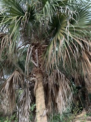 Coryphoideae