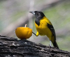 Icterus graduacauda