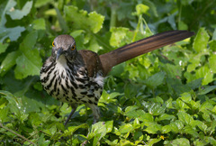 Toxostoma longirostre