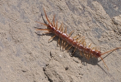 Lithobiidae