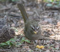Arremonops rufivirgatus