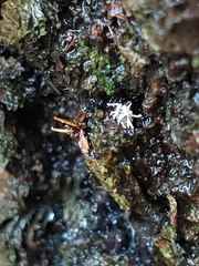 Ophiocordyceps unilateralis