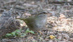 Arremonops rufivirgatus