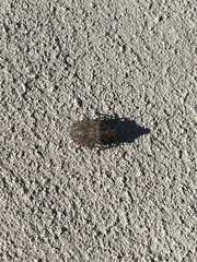 Brochymena