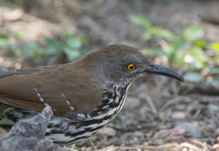 Toxostoma longirostre