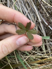 Geranium microphyllum