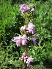 Phlomoides tuberosa