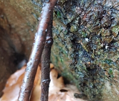 Ophiocordyceps unilateralis