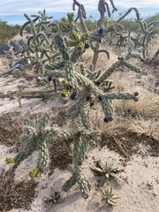 Cylindropuntia