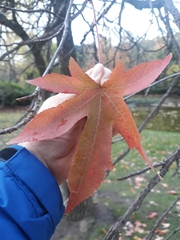 Liquidambar styraciflua