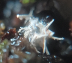 Ophiocordyceps unilateralis