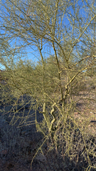 Parkinsonia microphylla