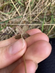 Geranium microphyllum