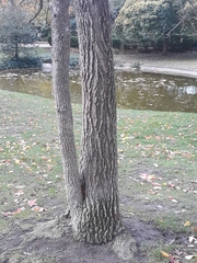 Liquidambar styraciflua