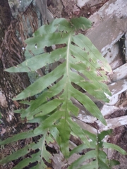 Polypodioideae