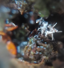 Ophiocordyceps unilateralis