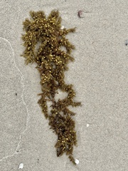 Sargassum