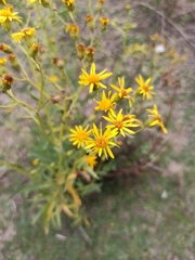 Senecioninae