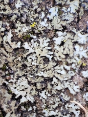 Phaeophyscia kairamoi