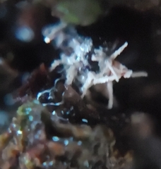 Ophiocordyceps unilateralis