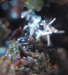 Ophiocordyceps unilateralis