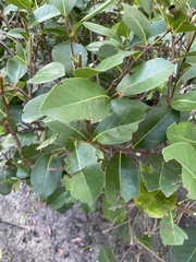 Flacourtia indica