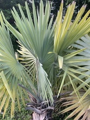Serenoa repens