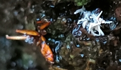 Ophiocordyceps unilateralis