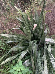 Sansevieria