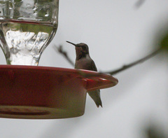 Selasphorus platycercus