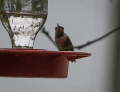 Selasphorus platycercus