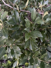 Ilex cassine