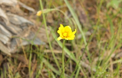 Microseris walteri