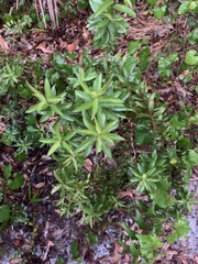 Quercus hemisphaerica