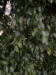 Ficus benjamina