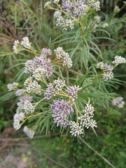 Campovassouria cruciata
