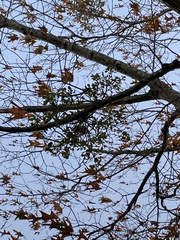 Phoradendron leucarpum