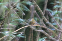 Suthora verreauxi morrisoniana