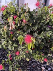 Calliandra haematocephala