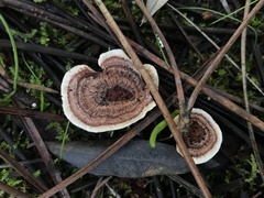 Hydnellum concrescens