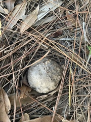 Scleroderma polyrhizum
