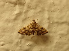 Apogeshna stenialis