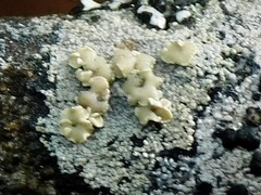 Lecanora masana